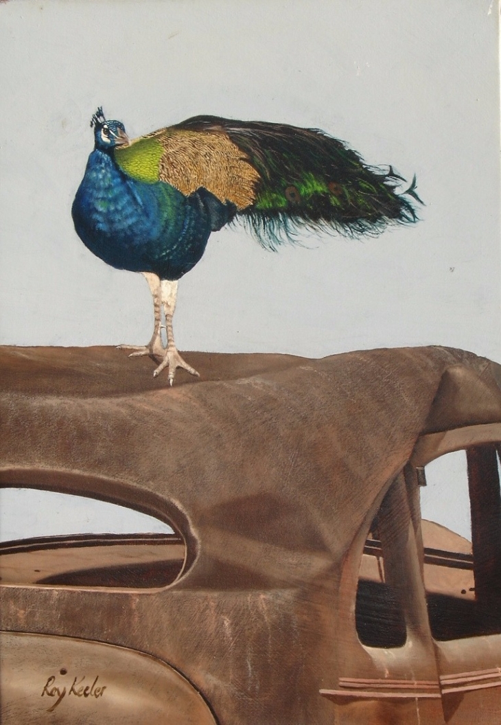gallery/n19 peacock on wreck