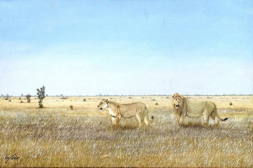 gallery/c19 kruger lions