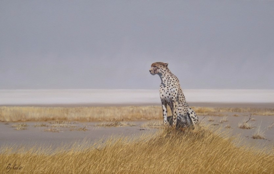 gallery/c15 etosha cheetah 960x610