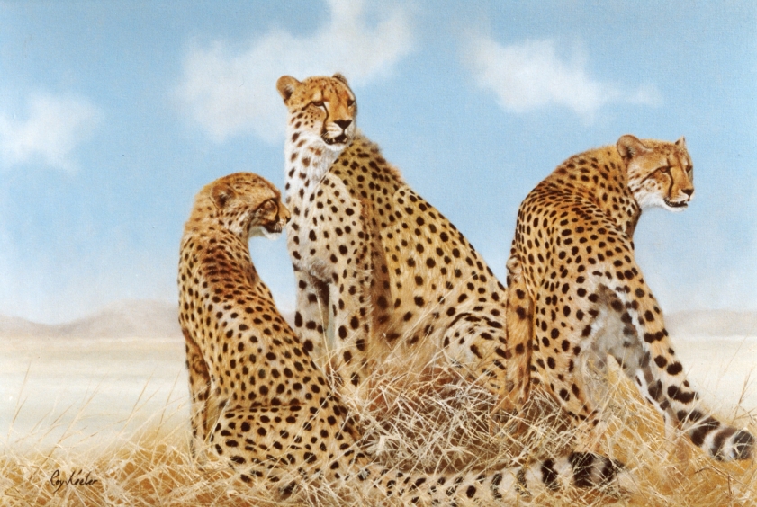 gallery/c07 cheetah group