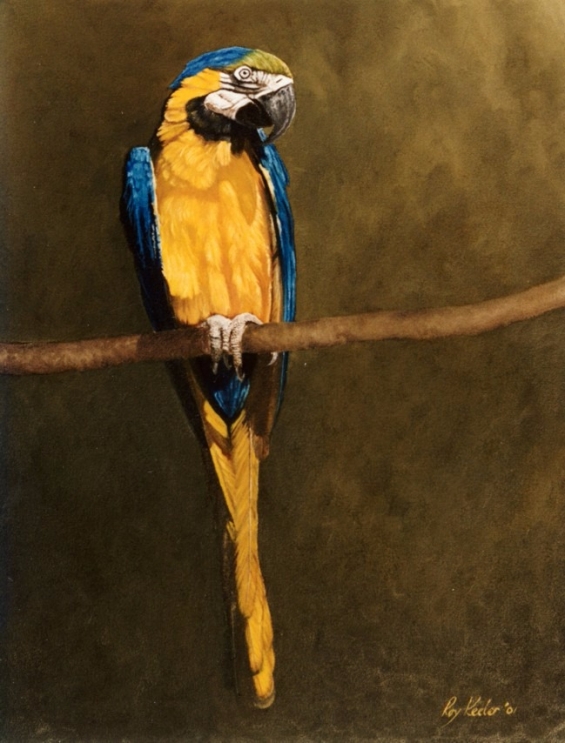 gallery/parrot