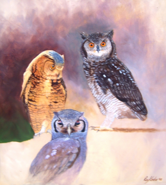 gallery/n05 owl study