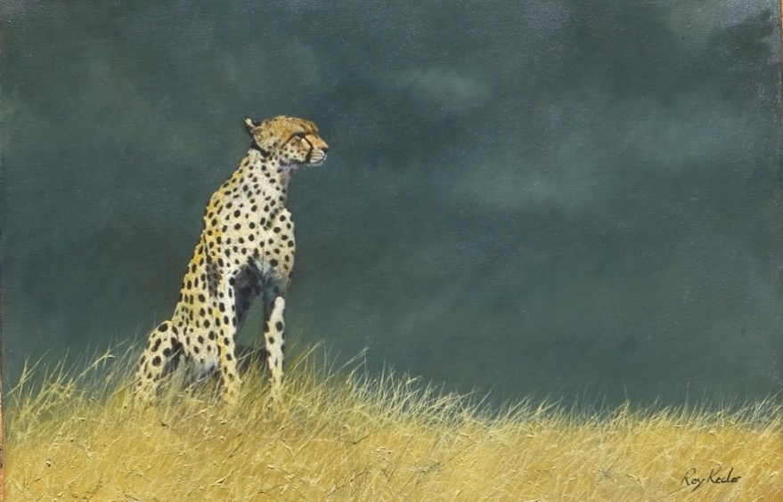 gallery/c21 cheetah