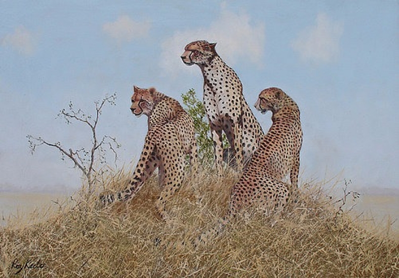 gallery/c25 cheetah-family-roy-keeler