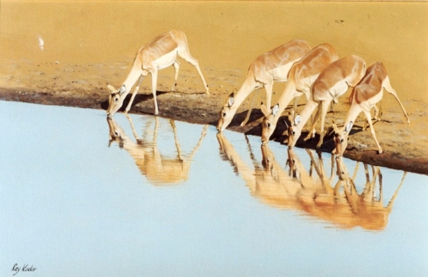 gallery/13 impala drinking