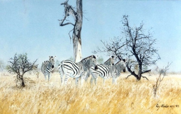 gallery/zebra