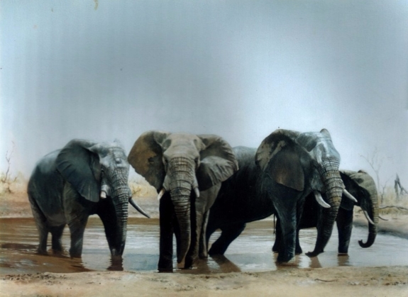 gallery/e05 elephants at waterhole