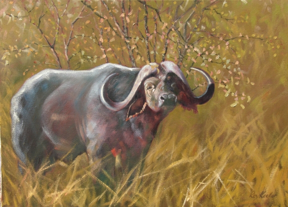 gallery/n29 buff bull700x510