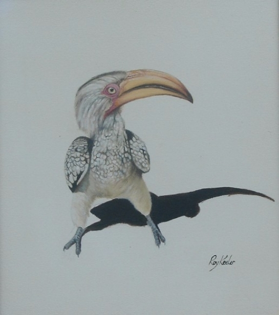 gallery/hornbill