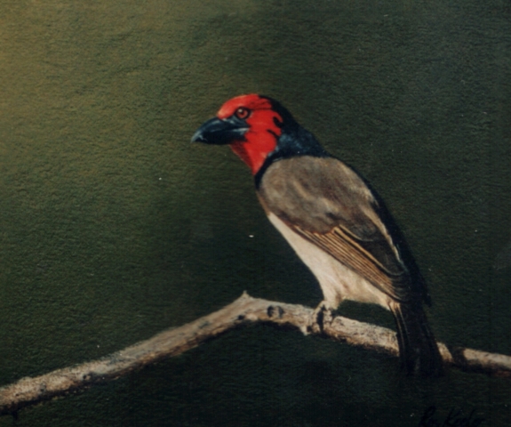 gallery/36 black collared barbet