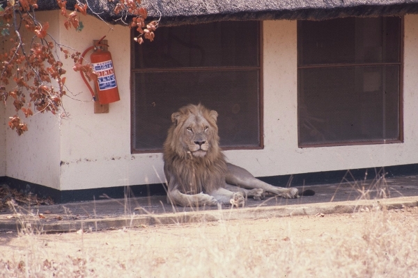 gallery/lion on the stoep