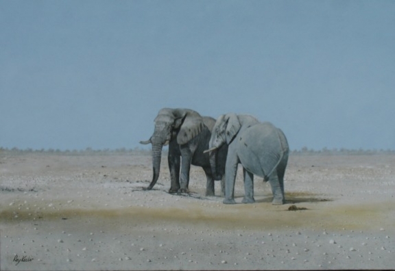 gallery/e11 etosha bulls 65cmx95cm