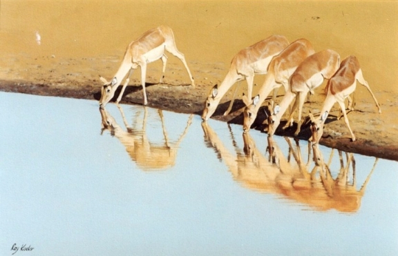 gallery/n12 impala drinking