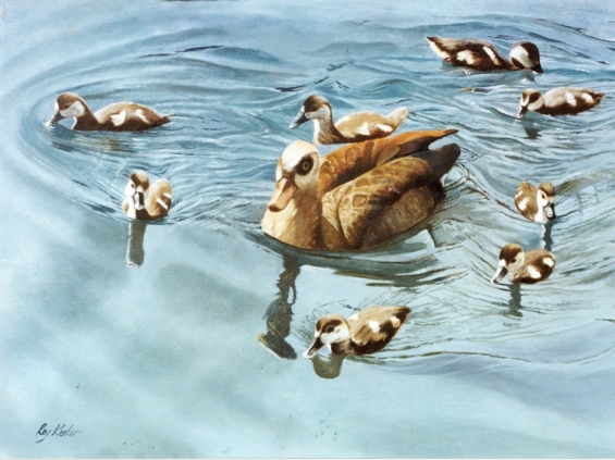 gallery/04 egyptian ducks